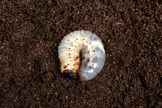 White Kabutomushi Japanese rhinoceros beetle - Trypoxylus dichotomus larvae in L3 on breeding flake substrate soil.