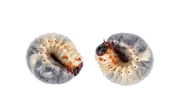 Two Kabutomushi Japanese rhinoceros beetle - Trypoxylus dichotomus, Allomyrina dichotomus larvae in L3 stage, showing body details and spiracles isolated on white background.