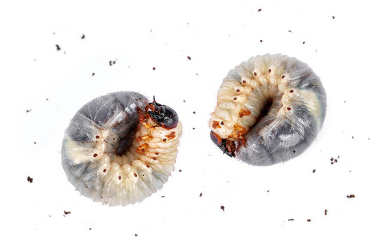 Two Kabutomushi Japanese rhinoceros beetle larvae in L3 stage, showing body details and spiracles along with bits of substrate flake soil isolated on white background.