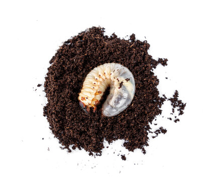 L3 stage Kabutomushi Japanese rhinoceros beetle - Trypoxylus dichotomus larvae on breeding flake substrate soil isolated on white background.
