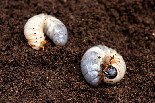 Kabutomushi Japanese rhinoceros beetle - Trypoxylus dichotomus larvae in L3 with their dark chitinous mouthparts strong sclerotized mandibles on breeding flake substrate soil.