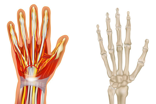 Detailed medical illustration of the human hand. Muscular system, tendons, and nerves, while the other side shows the full skeletal structure including phalanges, metacarpals, and carpal bones. 