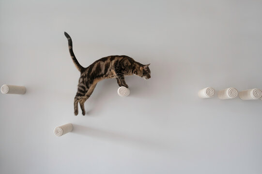 Series of a tabby cat actively jumping and walking on wall-mounted rope steps against a clean white background. Minimalist pet lifestyle shots perfect for cat furniture and home decor brands.
