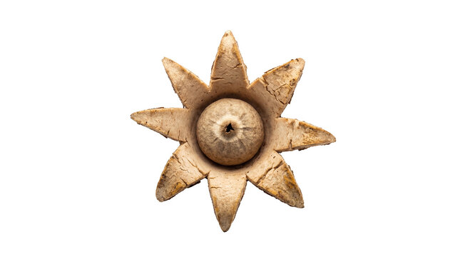 Ancient earthstar unfolding its star-like outer skin, revealing a textured central spore orb against a stark white