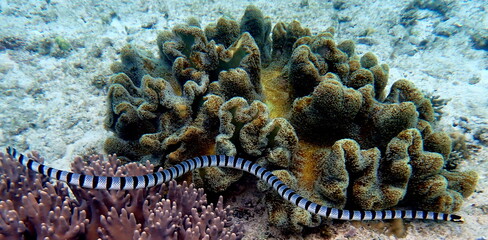 Philippines sea life