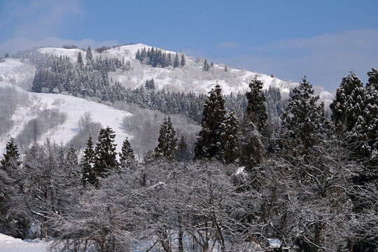 Snow-covered trees in Niigata prefecture, Japan, during winter