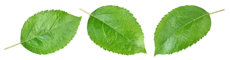 Obraz premium Green apple leaf isolated on transparent background. Leaves apple set PNG