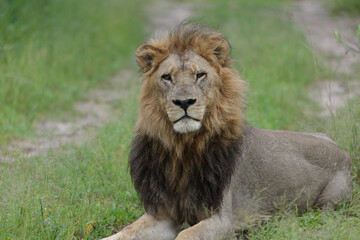 male lion  © Andrew