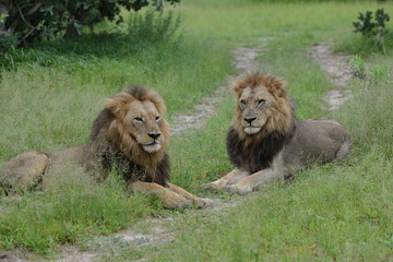 Lions resting © Andrew