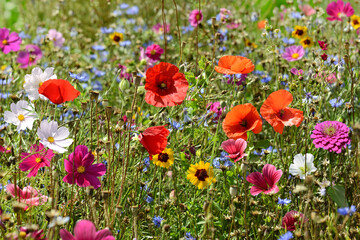 Obraz premium Garten 1563