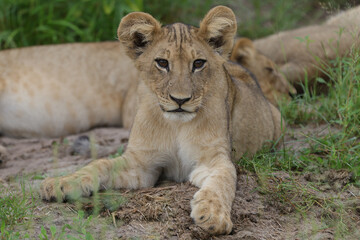 lion cub in the grass © Andrew