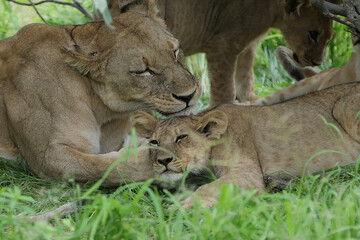 Lioness and Cub © Andrew