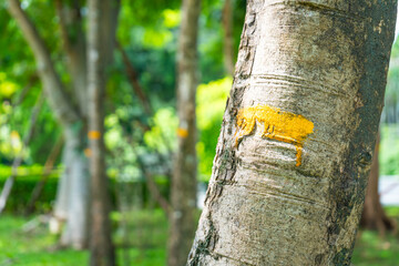 Yellow paint marking on tree trunk in green forest with soft natural background and selective focus
