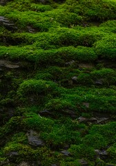 Obraz premium Emerald Embrace: A Mossy Tapestry