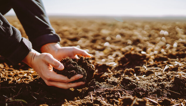 Close-up of experienced farmer's hands holding fertile soil in field on sunny day. Agronomist checks soil quality before planting crops and vegetables. Concept of agriculture, agronomy, gardening.