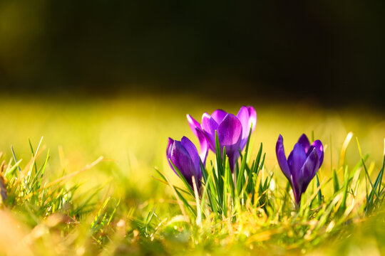 Purple crocuses blooming in bright green grass under warm golden sunlight. First spring flowers, vibrant colors, seasonal growth, shallow depth macro