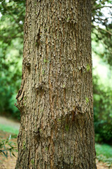 Weathered brown bark texture in forest setting