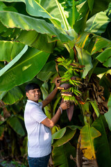 young indian man looking banana bunch at field © PRASANNAPIX