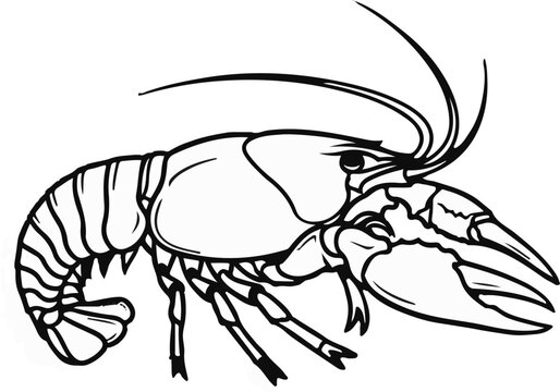 A black and white line drawing of a crayfish, facing right, with antennae