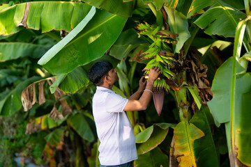young indian man looking banana bunch at field © PRASANNAPIX
