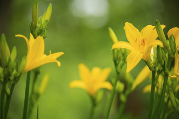 Vibrant yellow daylilies bloom in soft focus with lush green foliage in the background