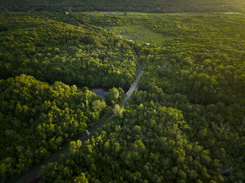 Aerial view of the bridge cutting through the vibrant green Karimunjawa Mangrove Forest, a tapestry of light and shadow, Karimunjawa, Central Java, Indonesia.