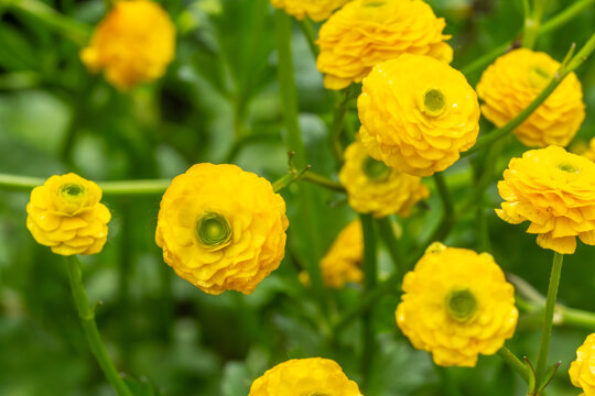 Persian buttercup or Ranunculus asiaticus with yellow flowers.