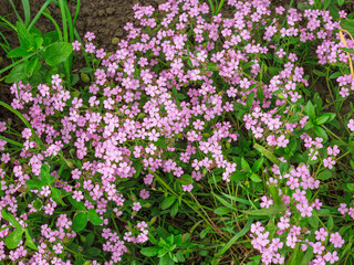 Obraz premium Saponaria commonly known as soapworts.