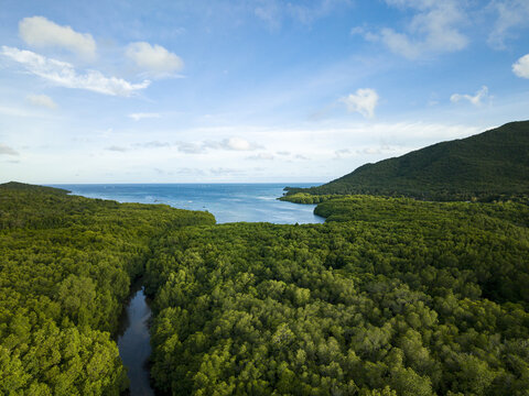 Aerial view of the lush green mangrove forest meeting the turquoise sea under a bright sky, Karimunjawa, Central Java, Indonesia.