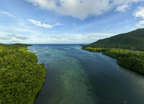 Aerial view of the Mangrove Forest's vibrant green canopy merging with the azure sea under a bright sky, Karimunjawa, Central Java, Indonesia.