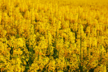 Obraz premium rapeseed field in spring