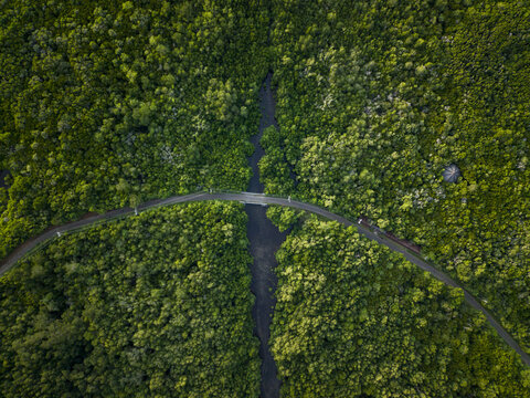 Aerial view of a river cutting through the lush Karimunjawa Mangrove Forest, bisected by a slender road, Karimunjawa, Central Java, Indonesia.