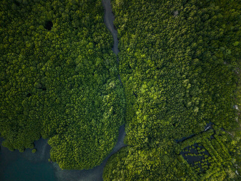 Aerial view of the Karimunjawa Mangrove Forest, where dense greenery meets the tranquil waters, creating a vibrant tapestry of nature's artistry, Karimunjawa, Central Java, Indonesia.