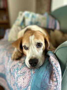 Lucy the Beagle lazing on the couch
