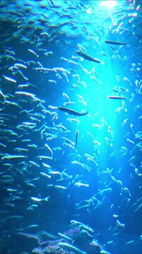 School of Japanese sardine fish swimming underwater. 4K