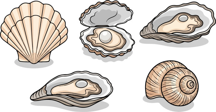 Five assorted shells, including oysters with pearls and a coiled snail shell