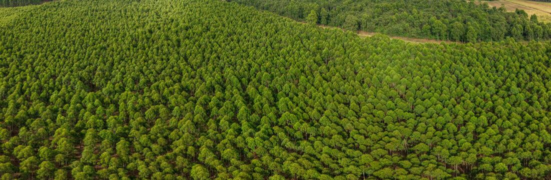 Aerial view of a dense forest canopy stretches out like a vibrant green carpet, punctuated by subtle variations in tone and texture, White River, Mpumalanga, South Africa.