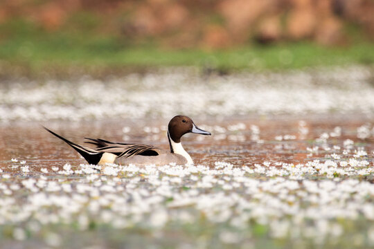 Northern Pintail in a wetland
