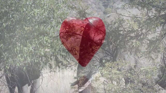 Translucent heart overlay fragmenting and scattering, revealing elephant browsing trees in wildlife