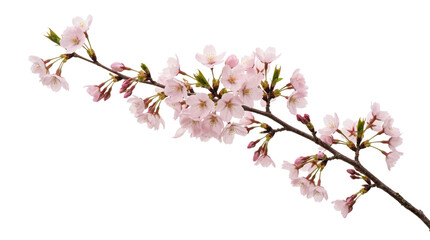 Fototapeta premium A branch of cherry blossoms with pink flowers isolated on transparent background
