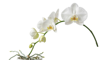 Obraz premium A white orchid plant with flowers and roots isolated on transparent background
