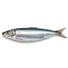 Vibrant Silver-Scaled Fresh Whole Sardine or Pilchard Isolated for Culinary Arts