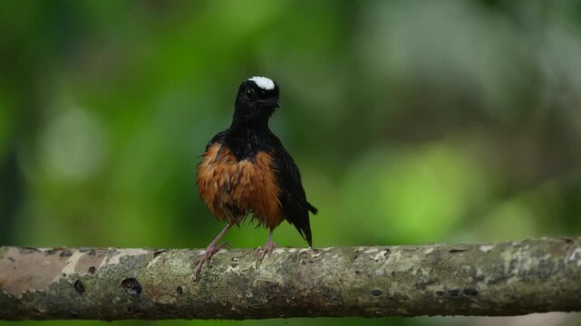 The male White-rumped Shama (Copsychus malabaricus) has a bright blue-black head and prominent white upperparts, a rump and a long blackish tail.
