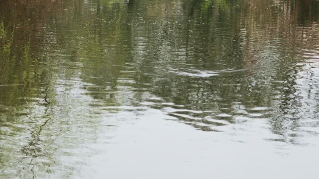 Ripple expanding on calm lake with tree reflections on cloudy day. Slow motion.