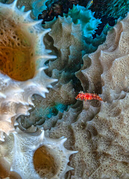 Enneanectes atrorus, known commonly as the blackedge triplefin,