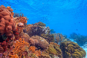 Fototapeta premium Caribbean coral garden