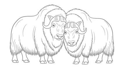 Obraz premium Muskoxen Pair: An illustrative representation of two muskoxen side by side, showcasing the majestic animals and their striking features, perfect for educational content or design projects.