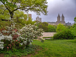 Naklejka premium Central Park in spring, early morning