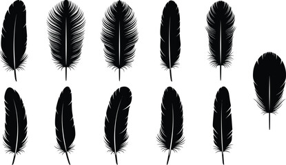 Vector collection of eleven detailed bird feather silhouettes in various shapes and textures isolated on white background for tribal and bohemian design © Shoriful