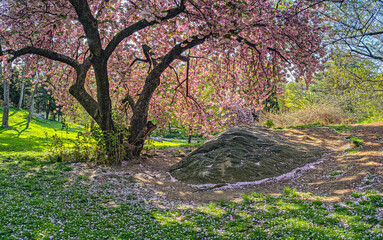 Fototapeta premium Central Park in spring, early morning